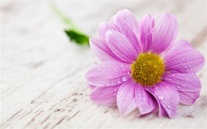 Pink flower, petals, water drops Wallpapers Pictures Photos Images