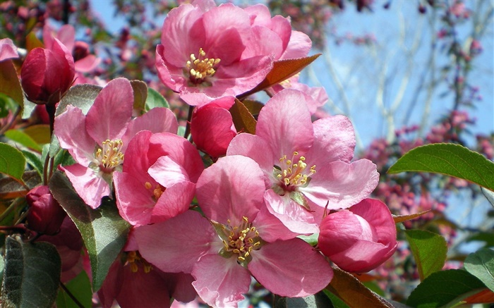 Pink flowers in the garden Wallpapers Pictures Photos Images