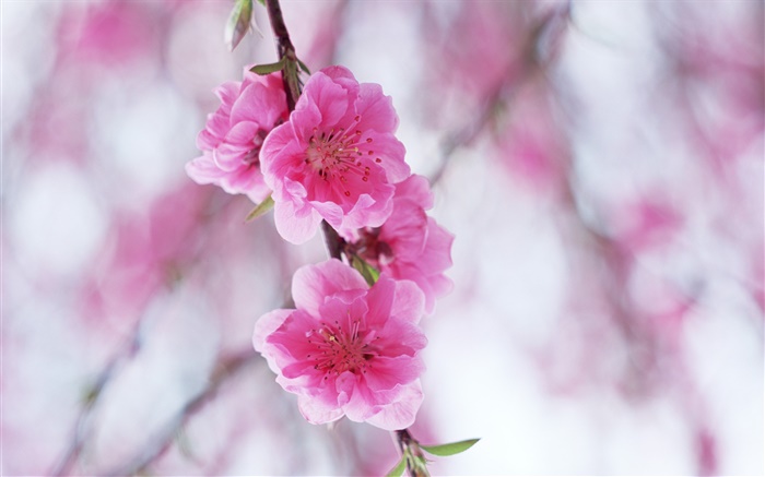 Pink peach blossoms Wallpapers Pictures Photos Images