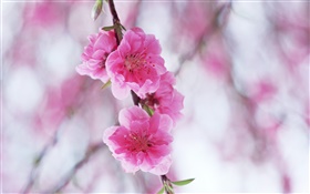 Pink peach blossoms HD wallpaper