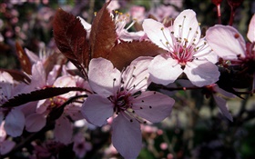 Pink plum flowers close-up HD wallpaper