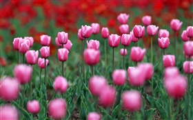 Pink tulip flowers field HD wallpaper