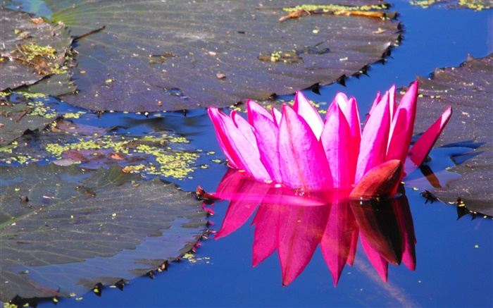 Pink water lily flower, pond Wallpapers Pictures Photos Images