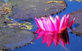 Pink water lily flower, pond HD wallpaper
