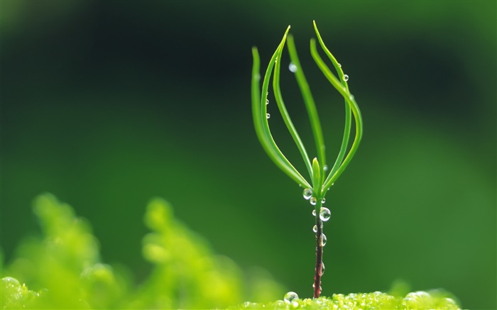 Plant germination, spring, water droplets Wallpapers Pictures Photos Images