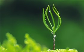 Plant germination, spring, water droplets HD wallpaper