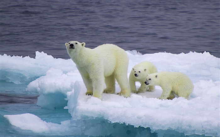 Polar bear and cubs, ice, cold Wallpapers Pictures Photos Images