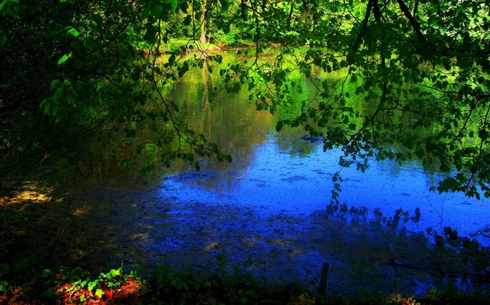 Pond, trees, sun rays Wallpapers Pictures Photos Images
