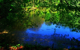 Pond, trees, sun rays HD wallpaper