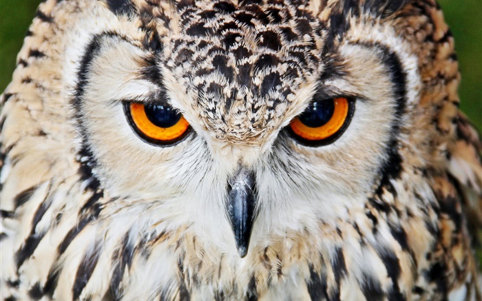 Predator, owl Wallpapers Pictures Photos Images