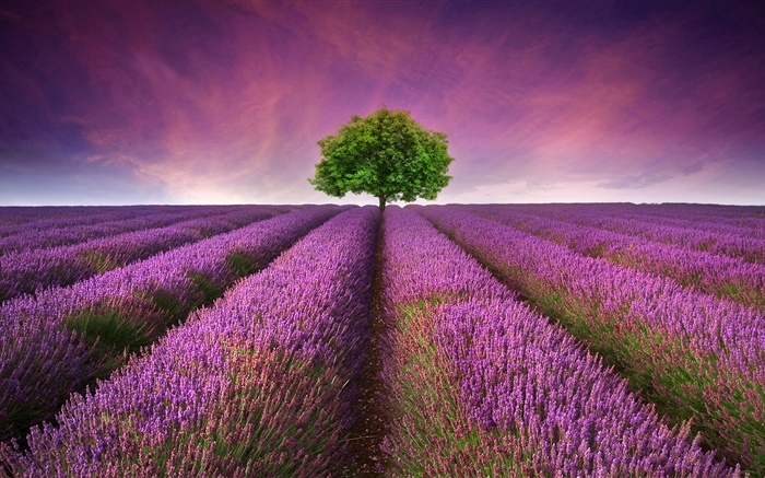 Purple lavender flowers field, tree Wallpapers Pictures Photos Images