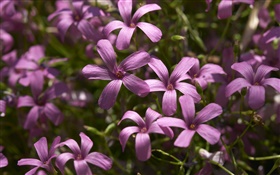 Purple little flowers photography HD wallpaper