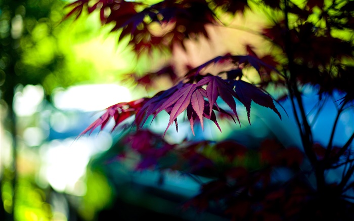 Purple maple leaves, bokeh, autumn Wallpapers Pictures Photos Images