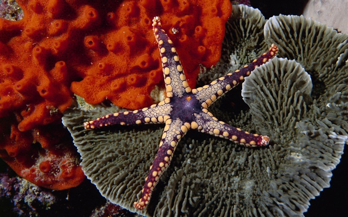 Purple starfish Wallpapers Pictures Photos Images