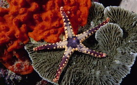 Purple starfish HD wallpaper