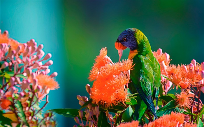 Rainbow lorikeet feeding nectar Wallpapers Pictures Photos Images
