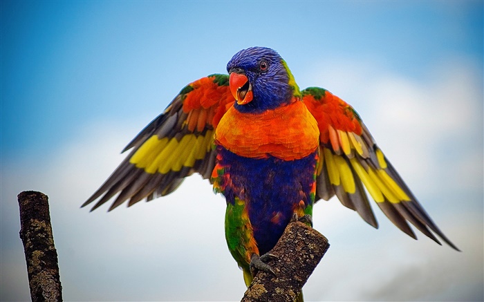 Rainbow lorikeet, wings Wallpapers Pictures Photos Images