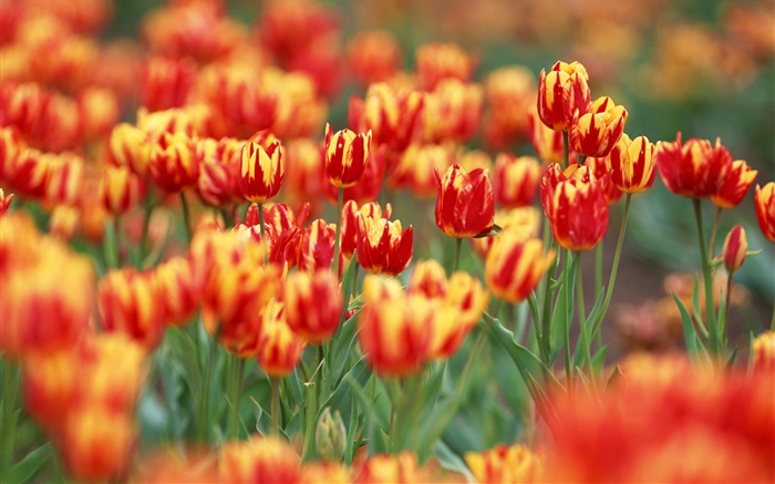 Red and orange colors petals, tulip flowers Wallpapers Pictures Photos Images