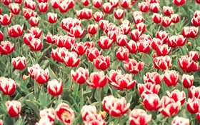 Red and white tulips flowers HD wallpaper