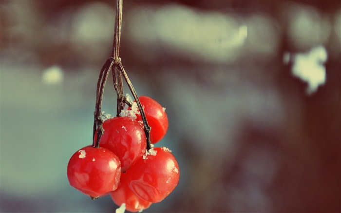 Red berries, bokeh Wallpapers Pictures Photos Images