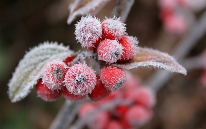 Red berries, snow, ice, winter Wallpapers Pictures Photos Images