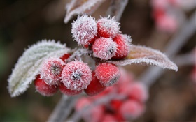 Red berries, snow, ice, winter HD wallpaper