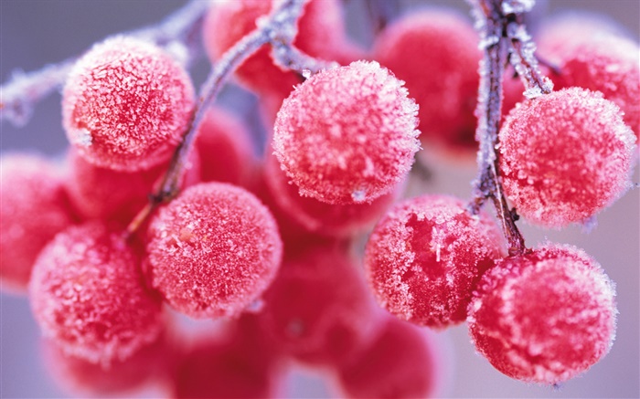 Red berries, winter, frost Wallpapers Pictures Photos Images