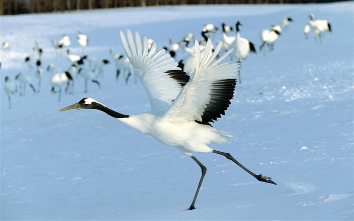 Red-crowned crane, Hokkaido, Japan Wallpapers Pictures Photos Images