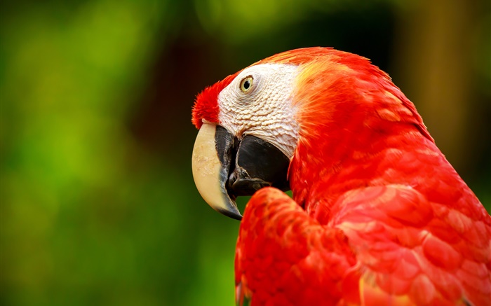 Red feather macaw Wallpapers Pictures Photos Images