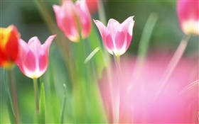 Red flowers, tulips, blur background HD wallpaper