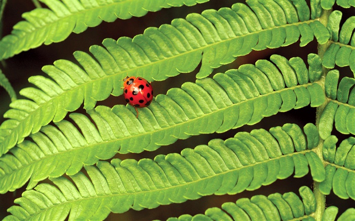 Red ladybug, green leaves Wallpapers Pictures Photos Images