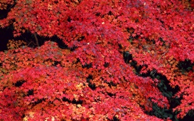 Red leaves, autumn