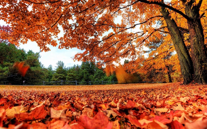 Red leaves falling to ground, trees, autumn Wallpapers Pictures Photos Images