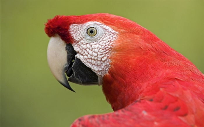 Red macaw close-up Wallpapers Pictures Photos Images
