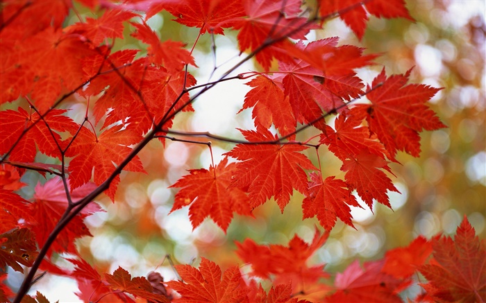 Red maple leaves, autumn Wallpapers Pictures Photos Images