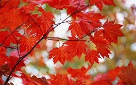 Red maple leaves, autumn HD wallpaper