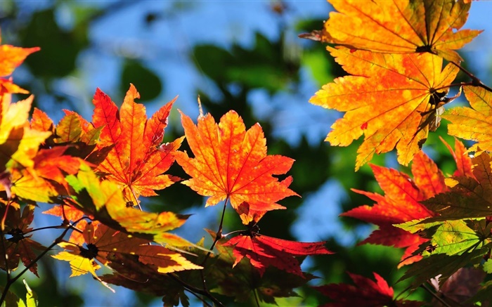 Red maple leaves, bokeh, autumn Wallpapers Pictures Photos Images