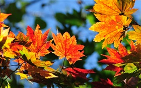 Red maple leaves, bokeh, autumn