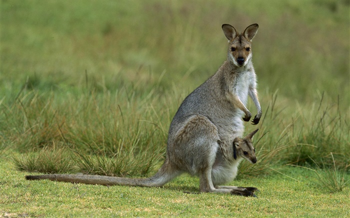 Red-necked wallaby, mother with baby, Australia Wallpapers Pictures Photos Images