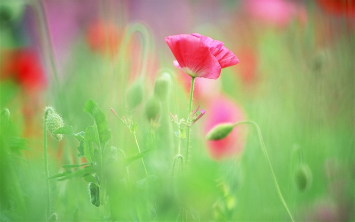 Red poppies, blurry background Wallpapers Pictures Photos Images