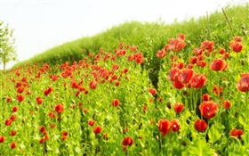 Red poppy flower field under the sun