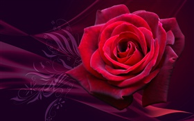Red rose flower close-up