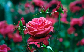 Red roses flowers in garden HD wallpaper