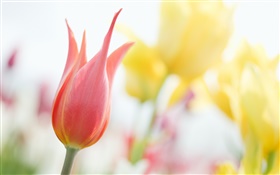 Red tulip, bokeh HD wallpaper