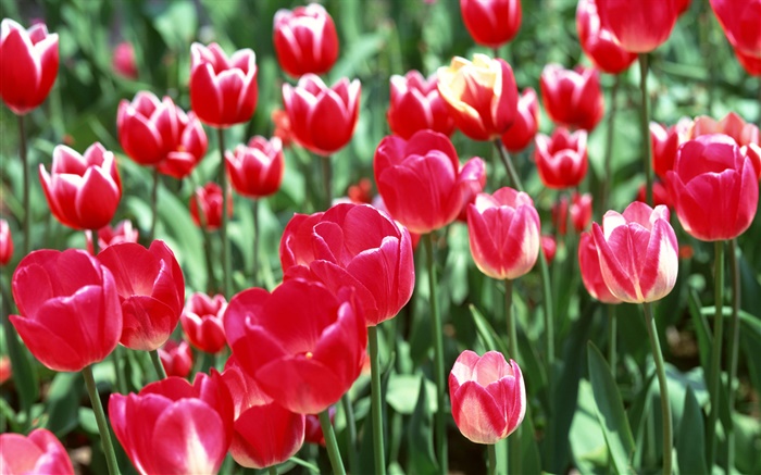 Red tulip flowers close-up Wallpapers Pictures Photos Images