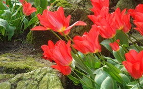 Red tulip flowers field side view