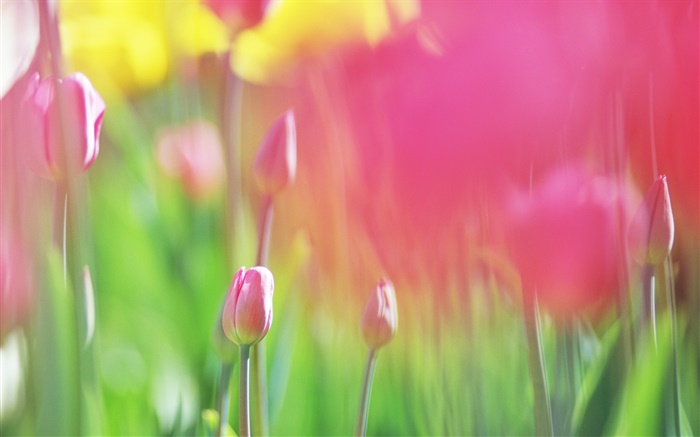 Red tulips flowers, blurry background Wallpapers Pictures Photos Images