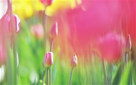 Red tulips flowers, blurry background HD wallpaper