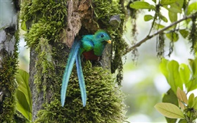 Resplendent Quetzal, out of nest, blue feather bird, Costa Rica HD wallpaper
