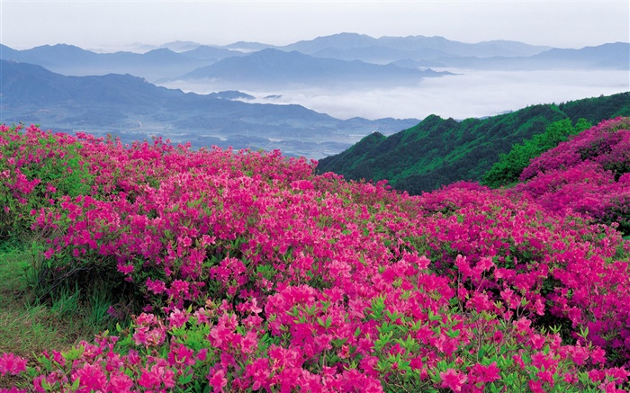 Rhododendron flowers over the hillside Wallpapers Pictures Photos Images